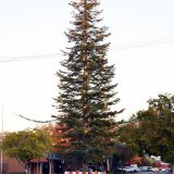 The traditional Lemoore Christmas Tree, courtesy of the Lemoore Volunteer Fire Department, stands proudly in downtown Lemoore.